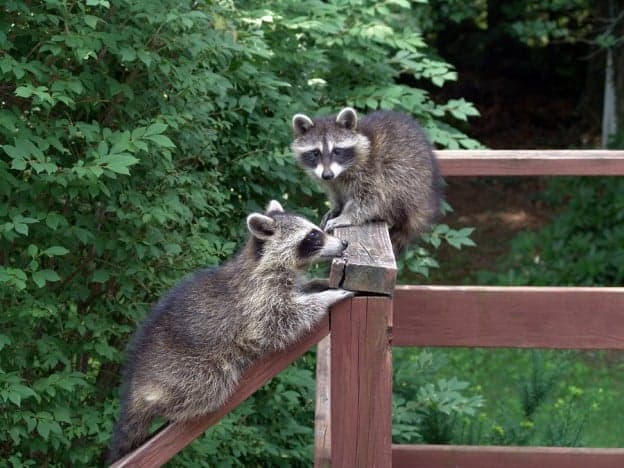 Raccoons