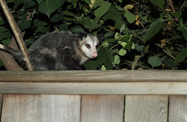 Possum