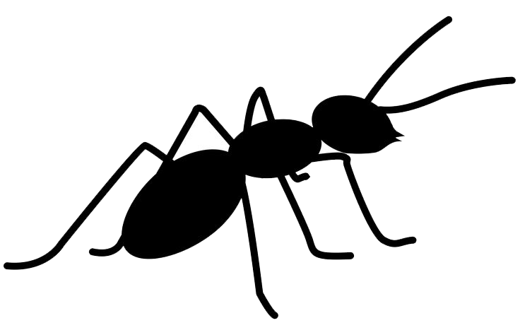 Ant