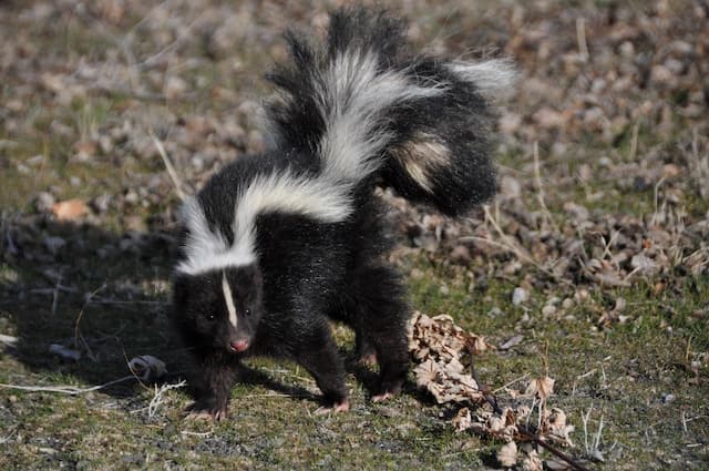 Skunk