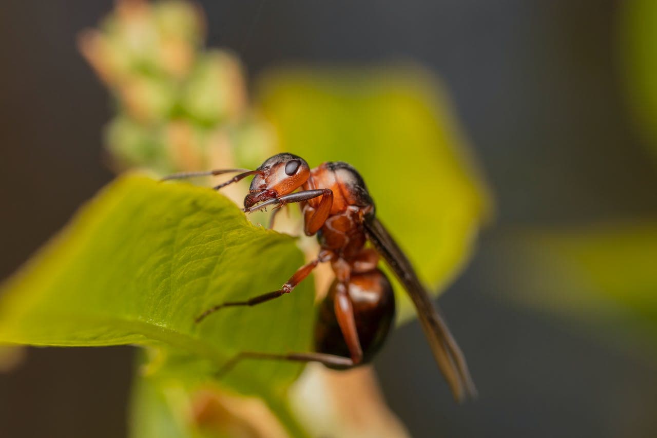 Termite